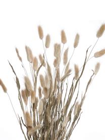 Trockenblumen Flower Market aus Lagurusgras, Getrocknetes Lagurusgras, Beige, Grün, L 70 cm