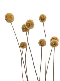 Blumenstrauß Flower Market aus Trockenblumen, Trockenblumen, Grün, Gelb, Beige, L 70 cm