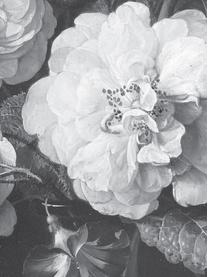 Fototapete Flowers in Schwarz, Vlies, Schwarz, Weiß, B 195 x H 280 cm