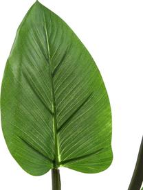 Kunstpflanze Alocasia im Übertopf, Kunststoff, Grün, H 91 cm