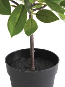 Umělá rostlina Anubias, Umělá hmota, Zelená, černá, Ø 20 cm, V 27 cm