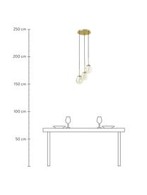 Cluster-Pendelleuchte Amora aus Glas, Baldachin: Metall, gebürstet, Champagnerfarben, Messingfarben, Ø 15 x H 150 cm