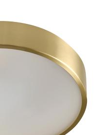 Plafondlamp Dante in goudkleur, Diffuser: glas, Goudkleurig, Ø 40 cm x H 7 cm