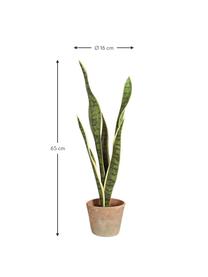 Planta artificial Sanseveria, Poliéster, Látex, Polipropileno, Alambre de metal, Verde, Ø 16 x Al 65 cm