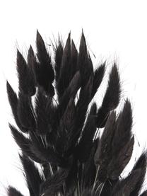 Droogbloemen Lagurus, Gedroogde bloemen, Antraciet, olijfgroen, B 11 x H 64 cm