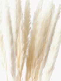 Fiori secchi Pampas, Fiori secchi, Bianco crema, Larg. 11 x Alt. 70 cm