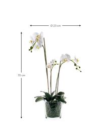 Planta artificial Orquídea, Poliéster, Látex, Polipropileno, Alambre de metal, Blanco, Ø 23 x Al 70 cm