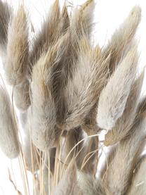 Fleurs séchées Lagurus, Fleurs séchées, Gris, beige clair, larg. 11 x haut. 64 cm