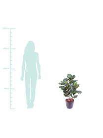 Planta artificial Ficus, Poliéster, Látex, Polipropileno, Alambre de metal, Verde, Ø 30 x Al 90 cm