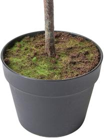 Planta artificial con macetero Olive, Plástico, Verde, Al 154 cm