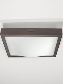 Plafoniera Nebris, Acciaio, vetro, Marrone scuro, Larg. 22 x Alt. 8 cm