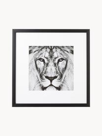 Oprawiony druk cyfrowy Lion Close Up, Stelaż: tworzywo sztuczne, Lion, S 40 x W 40 cm