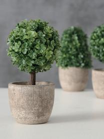 Set de plantas artificiales con maceta Tracy, 3 uds., Plástico, Verde, gris, Ø 7 x Al 14 cm