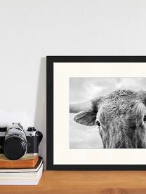 Oprawiony druk cyfrowy Texas Longhorn Steer In Rural Utah, Czarny, biały, S 43 x W 33 cm
