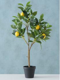 Albero di limone artificiale Gino, Materiale sintetico, Multicolore, Larg. 30 x Alt. 73 cm