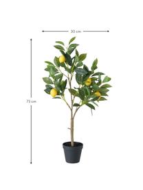 Albero di limone artificiale Gino, Materiale sintetico, Multicolore, Larg. 30 x Alt. 73 cm