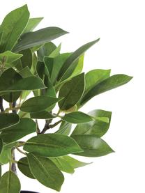 Kunstpflanze Anubias, Kunststoff, Grün, Schwarz, Ø 20 x H 27 cm