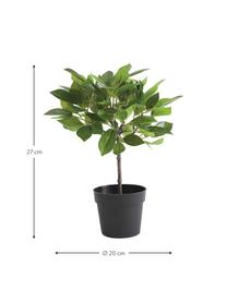 Plante artificielle Anubias, Plastique, Vert, noir, Ø 20 x haut. 27 cm