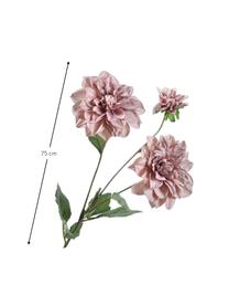 Flores artificiales Dahlien, 2 uds., Plástico, alambre de metal, Rosa palo, L 75 cm