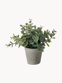 Plantas artificiales con macetas Timothy, 3 uds., Plástico, Verde, gris, L 18 cm