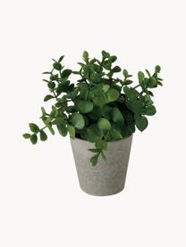 Plantas artificiales con macetas Timothy, 3 uds., Plástico, Verde, gris, L 18 cm