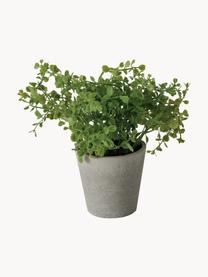 Plante artificielle en pot Timothy, 3 élém., Plastique, Vert, gris, long. 18 cm