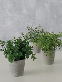 Súprava umelých črepníkových rastlín Timothy, 3 diely, Umelá hmota, Zelená, sivá, D 18 cm