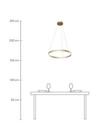 Grosse LED-Pendelleuchte Rim, Lampenschirm: Aluminium, Baldachin: Aluminium, Goldfarben, Ø 60 x H 40 cm