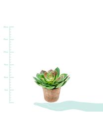 Planta artificial Cactus, Polietileno, Poliuretano, Verde, malva, Ø 15 x Al 20 cm