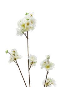 Flor artificial Kirschblüte, Plástico, Blanco, amarillo, marrón, L 84 cm