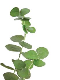 Plante artificielle Eucalyptus, Plastique, Vert, noir, Ø 22 x haut. 55 cm