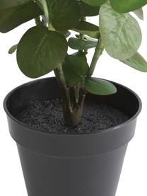 Planta artificial Eucalyptus, Plástico, Verde, negro, Ø 22 x Al 55