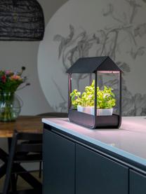 Lampe pour plantes LED Lilo, Noir, larg. 42 x haut. 37 cm