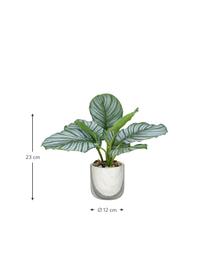 Kunstpflanze Marmura im Übertopf, Übertopf: Zement, Grün, Brauntöne, Weiß, Ø 12 x H 23 cm