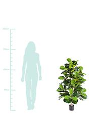 Planta artificial Ficus, Poliéster, Polietileno, Verde, Ø 50 x Al 130 cm