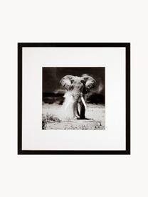 Impression numérique encadrée Elephant, Noir, blanc, larg. 40 x haut. 40 cm