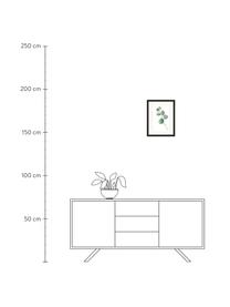 Impression numérique encadrée Eucalyptus II, Vert, blanc, noir, larg. 33 x haut. 43 cm