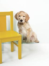 Fototapeta Golden Retriever, Matná samolepící vinylová fólie, Potah: béžová Nohy: černá, Š 34 cm, V 43 cm