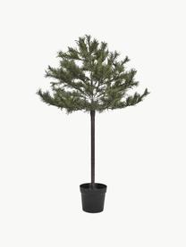 Sapin de Noël avec lumières LED et fonction minuterie Peuce, Vert foncé, Ø 96 x haut. 150 cm