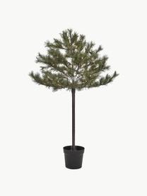 Albero di Natale con luci LED e funzione timer Peuce, Verde scuro, Ø 96 x Alt. 150 cm