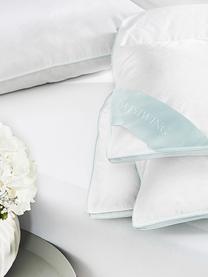 Couette pur duvet Premium, extra chaude, Extra chaude, larg. 200 x long. 200 cm