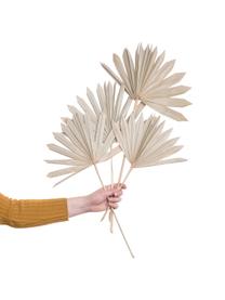 Palmblätter Flower Market, 4 Stück, Palmblätter, Beige, L 60 cm