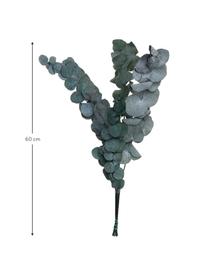 Trockenblumen Eukalyptus, Grün, Getrocknete Blumen, Grün, H 60 cm
