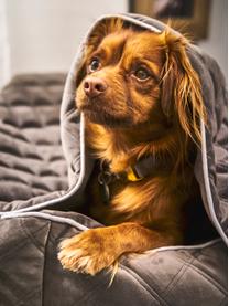 Manta acolchada para mascotas Oxford, tamaños diferentes, Tapizado: terciopelo (100% poliéste, Greige, gris claro, An 68 x L 98 cm