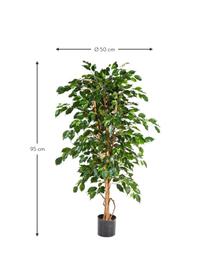 Planta artificial Ficus, Poliéster, troncos de materiales naturales, Verde, marrón, Ø 50 x Al 95 cm