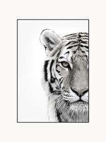 Gerahmter Digitaldruck White Tiger, Bild: Digitaldruck auf Papier (, Rahmen: Hochdichte Holzfaserplatt, Schwarz, Weiß, B 50 x H 70 cm