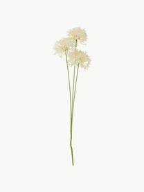 Fiore artificiale Allium, Plastica, metallo, Bianco crema, verde, Lung. 64 cm