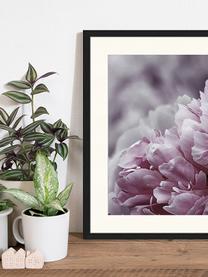 Gerahmter Digitaldruck Pink Flower, Bild: Digitaldruck auf Papier, , Rahmen: Holz, lackiert, Front: Plexiglas, Mehrfarbig, B 43 x H 53 cm