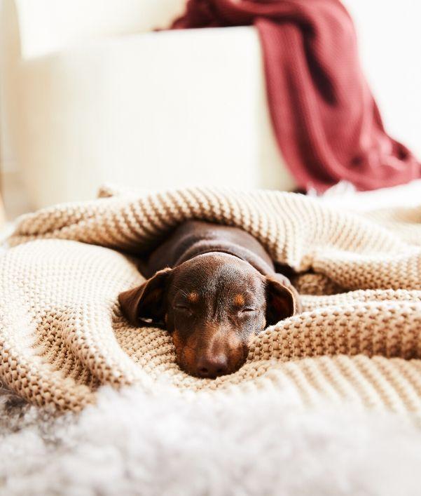 coperte-morbide