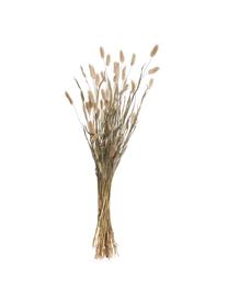 Trockenblumen Flower Market aus Lagurusgras, Getrocknetes Lagurusgras, Beige, Grün, L 70 cm